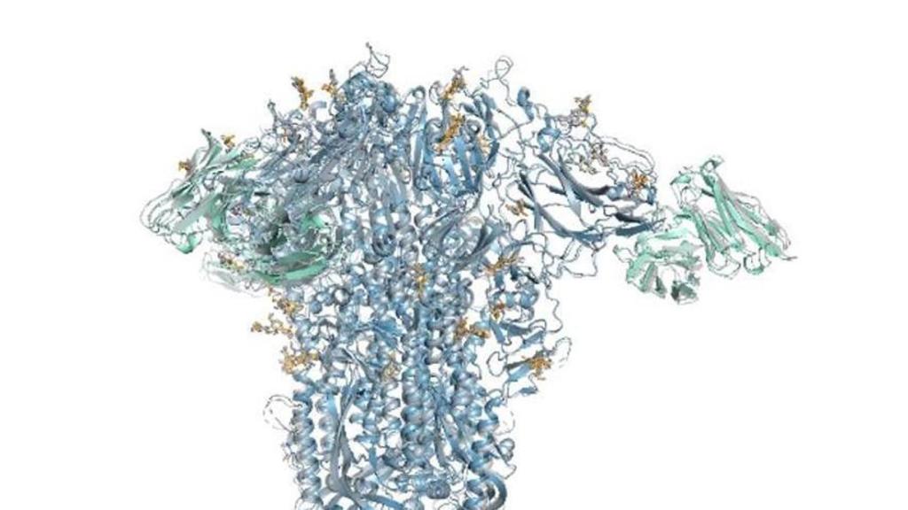 Predicción estructural de una proteína de pico de un virus del resfriado común.