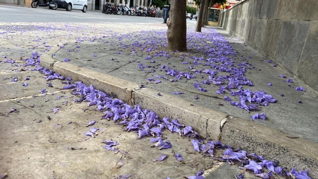 El suelo de una calle de Málaga repleto de jacarandas.