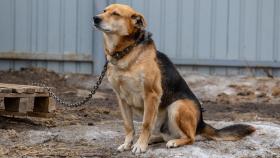 Imagen de archivo de un perro abandonado.