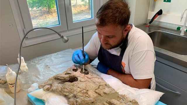 Análisis de los restos del cocodrilo descubierto