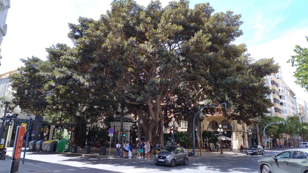 Uno de los ejemplares de ficus monumental del Portal de Elche.