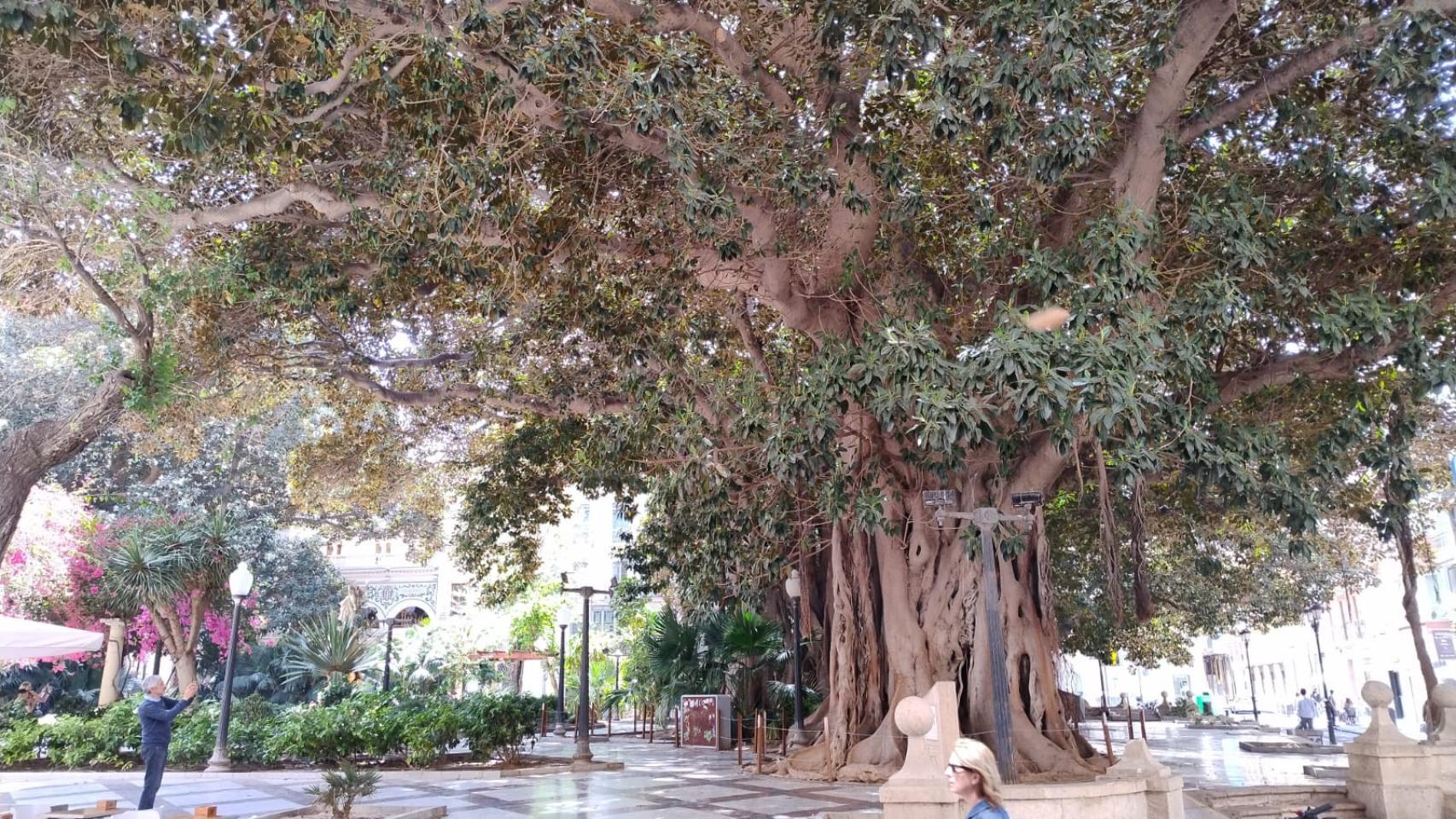 Uno de los ejemplares de ficus  de la plaza Gabriel Miró.