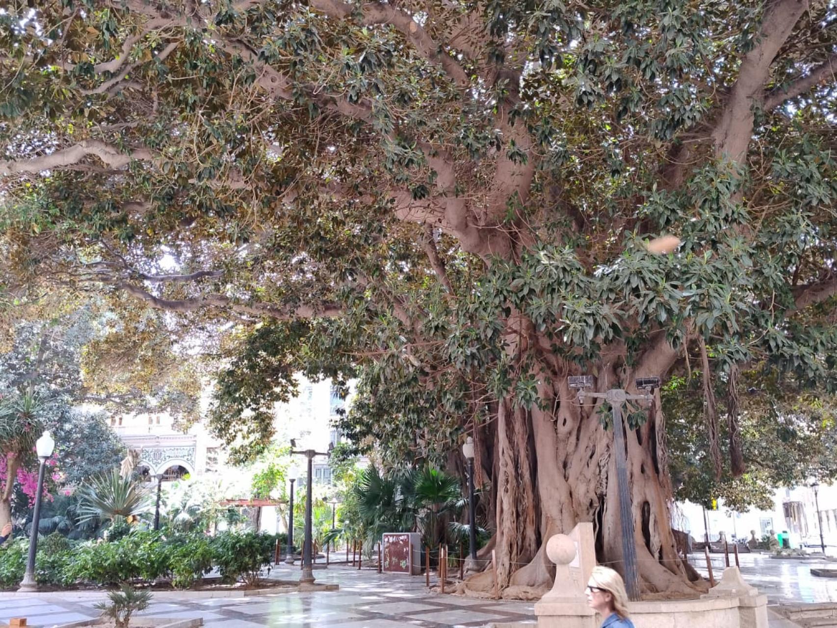 Por qué una especie australiana es uno de los árboles más característicos  de la ciudad de Alicante?