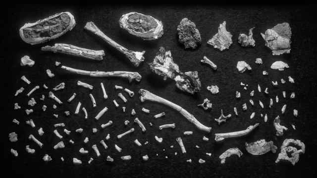 Un puzle a la espera de ser montado: las piezas del esqueleto de Ardi en 2003.