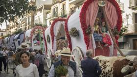 Carretas de la Hermandad de El Rocío de Triana en la peregrinación de 2023.