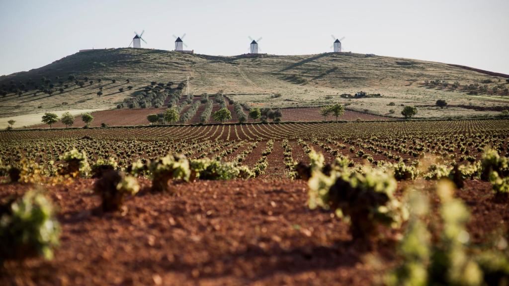 Viñedos entre molinos. Foto: Ruta del Vino de La Mancha.