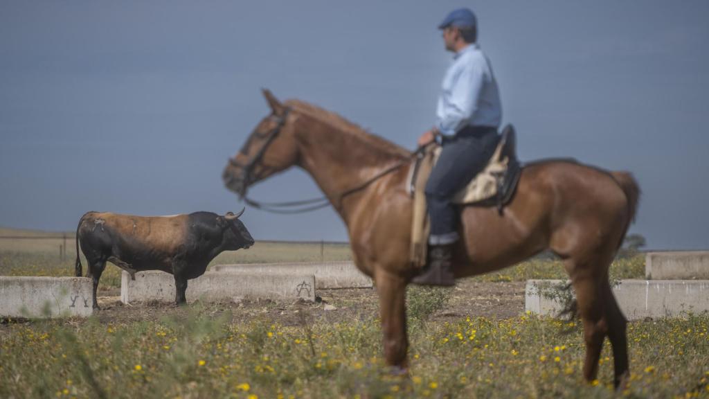 Eduardo Miura hijo, a caballo, junto a un toro ya seleccionado para próximas corridas.