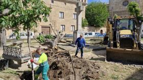 Replantación en la zona de San Salvador de Ciudad Rodrigo