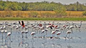 Flamencos en las Lagunas de Ruidera. Foto: Ruta del Vino de La Mancha.