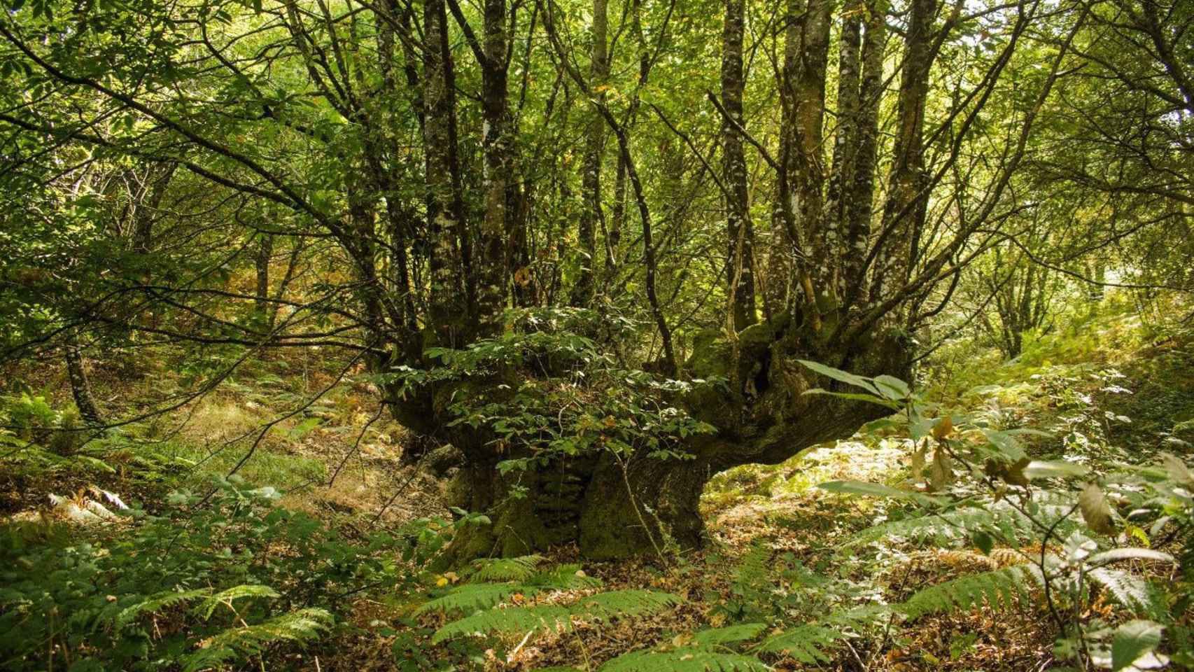 El gran castaño de Surribas, en O Irixo.