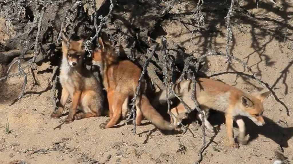 Tres zorros en el Parque Nacional de Cabañeros.