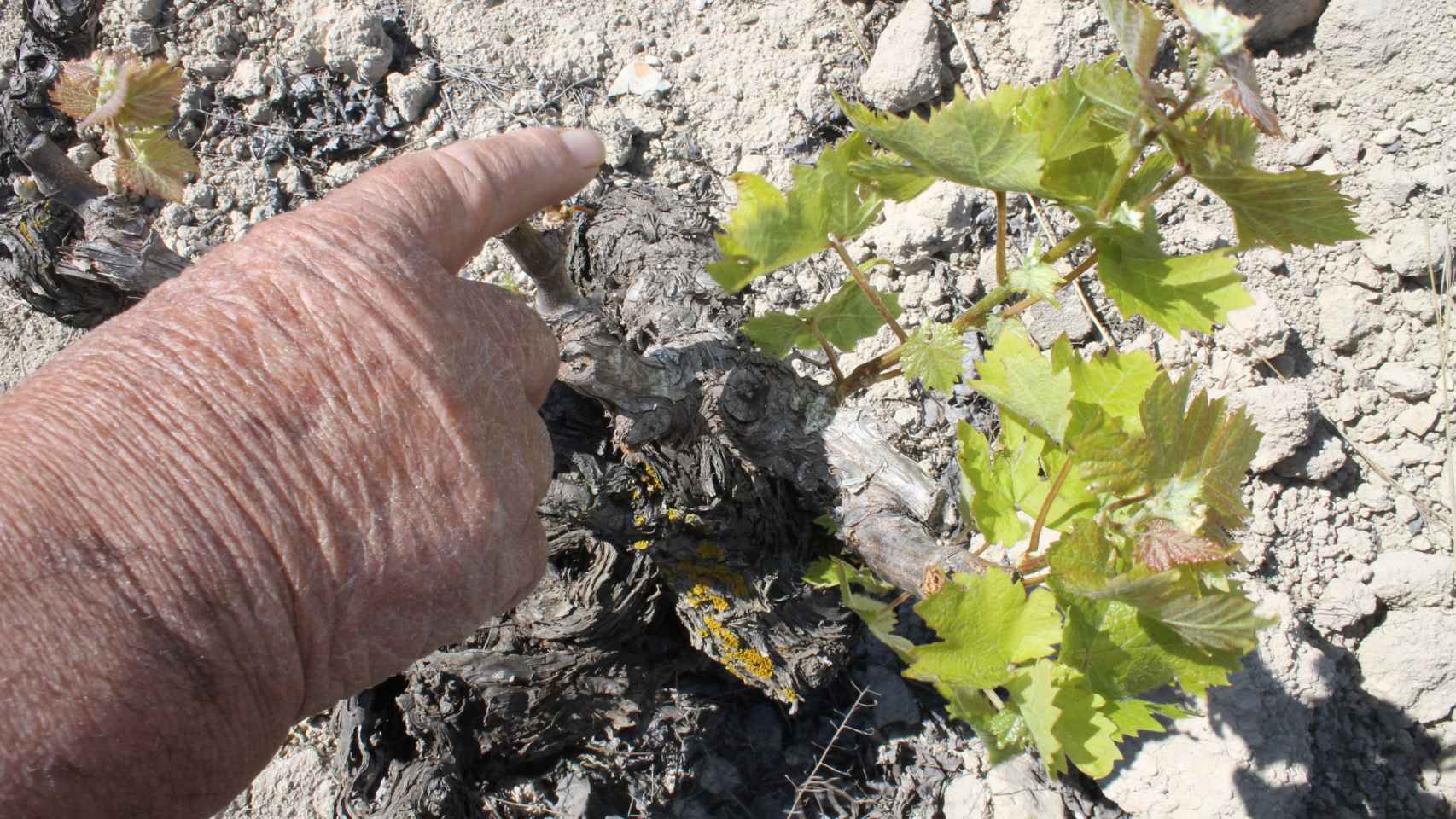 Los agricultores alertan de la crisis en la uva moscatel, como esta de Benissa.