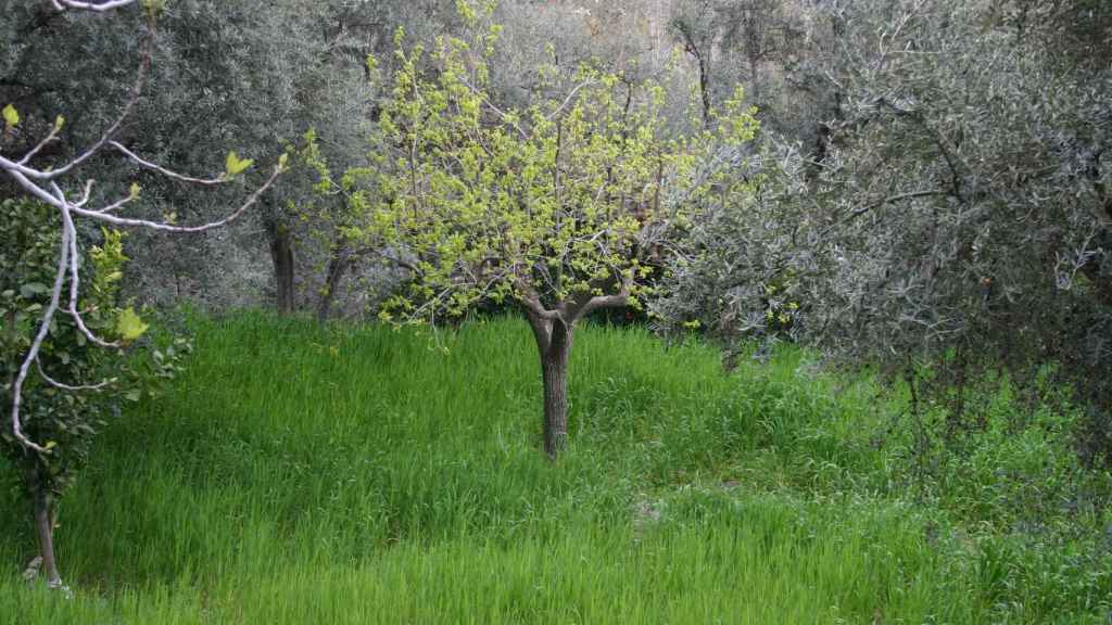 La cubierta vegetal es una de las técnicas más comunes de la agricultura orgánica.