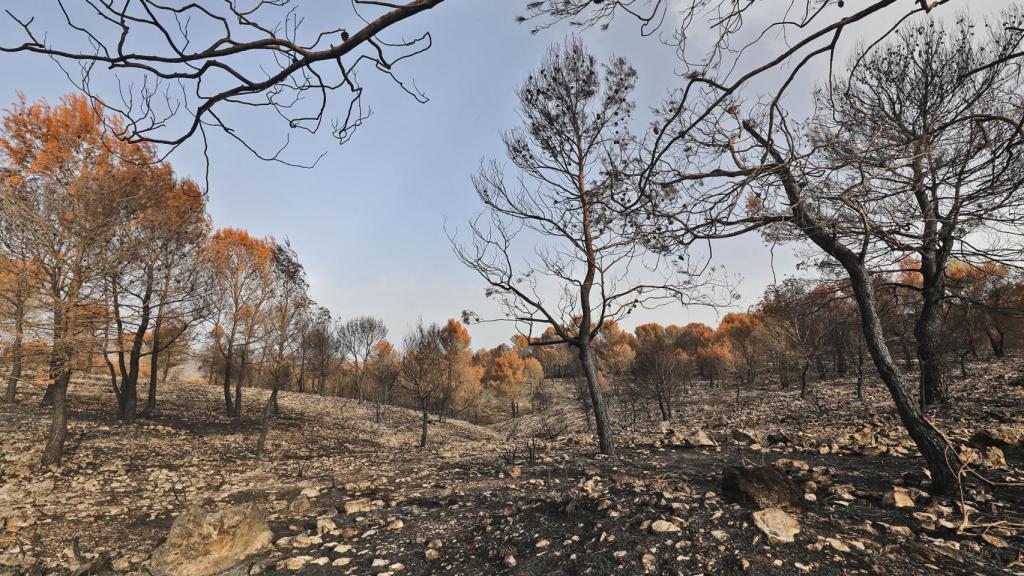 La Diputación destina más de 1,5 millones en la prevención de incendios forestales en Alicante