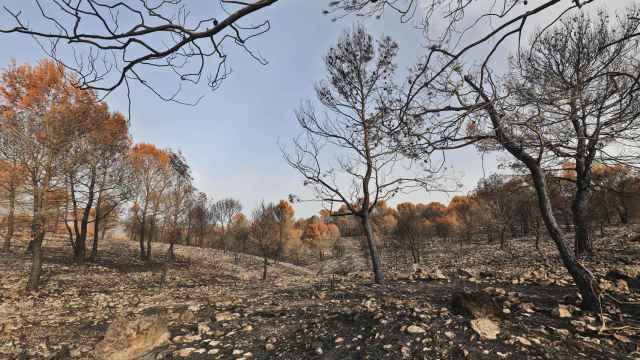 La Diputación destina más de 1,5 millones en la prevención de incendios forestales en Alicante