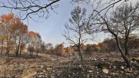 Imagen de archivo de las consecuencias de un incendio forestal en Alicante.