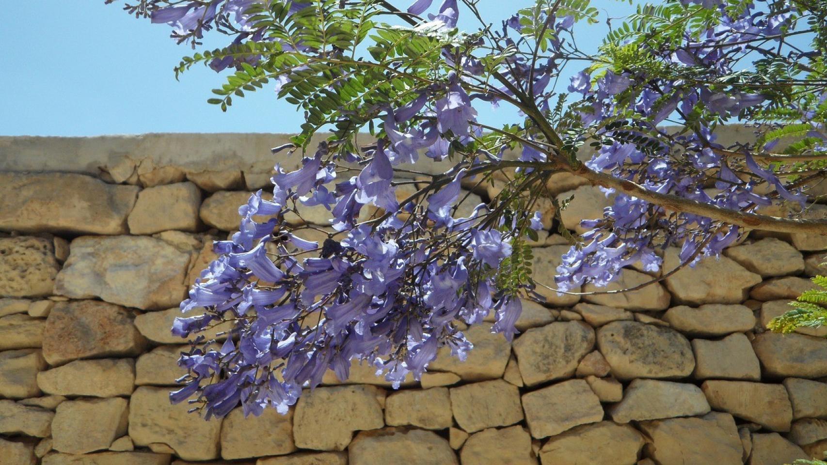 Una rama de jacarana en imagen de archivo.