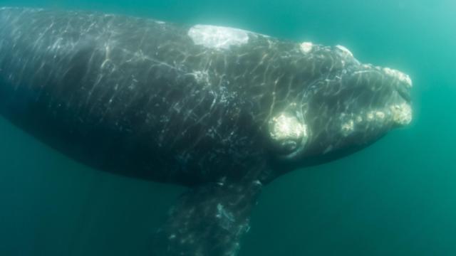 Imagen de archivo de una ballena franca glaciar o de los vascos.