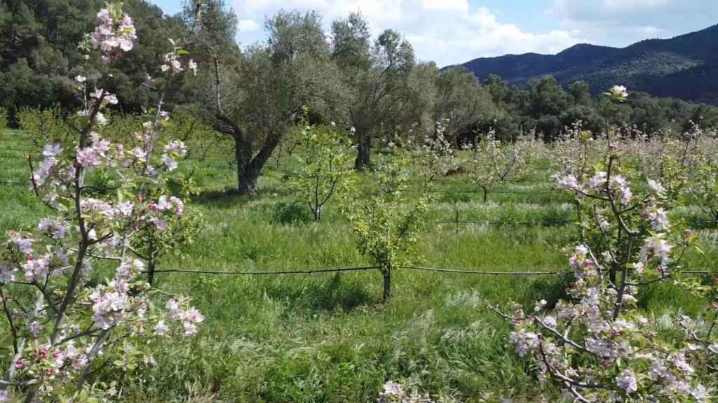 Las técnicas de agricultura regenerativa minimizan el impacto sobre la tierra combinando diferentes cultivos.