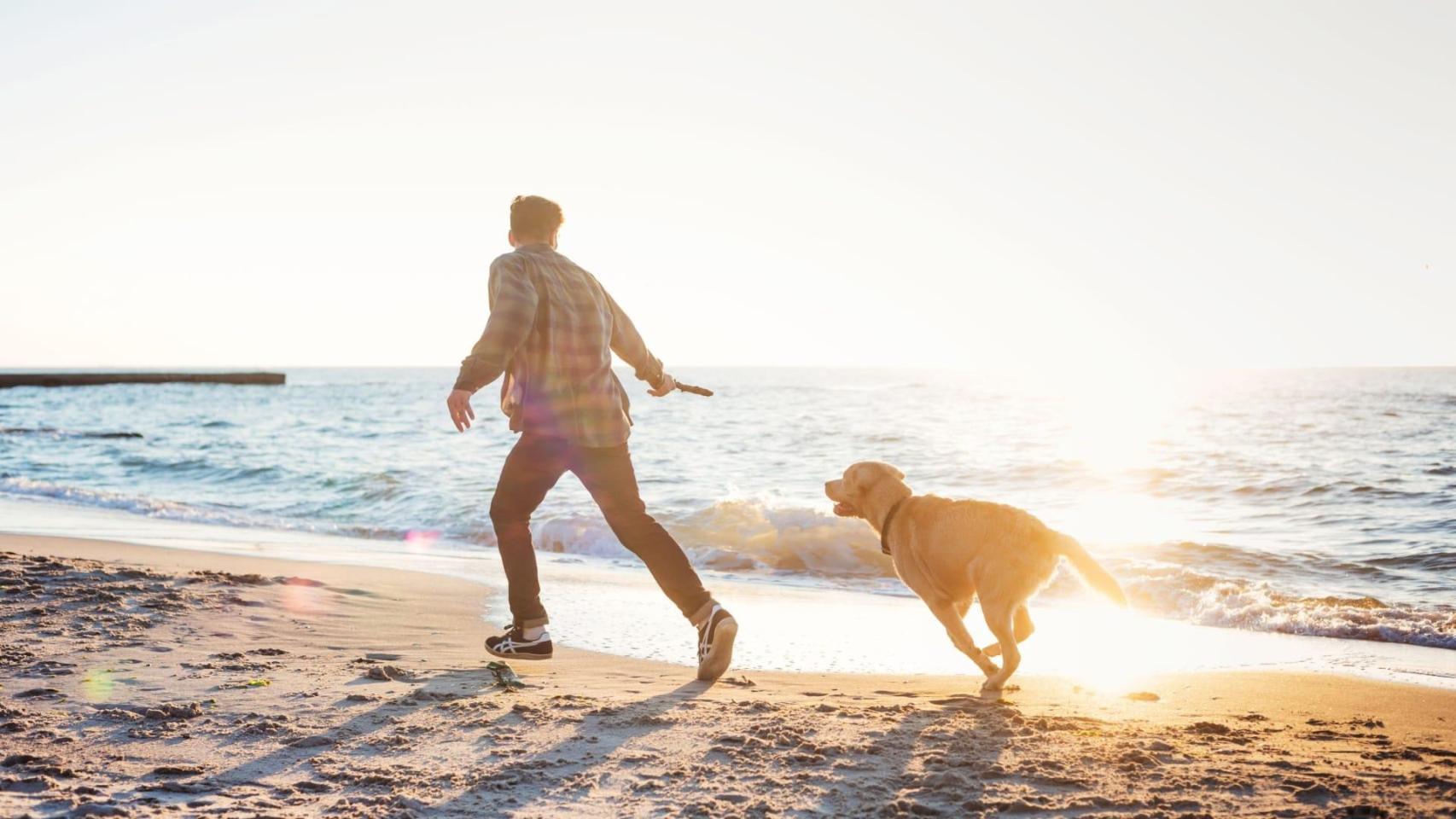 Un perro jugando con su dueño en la playa