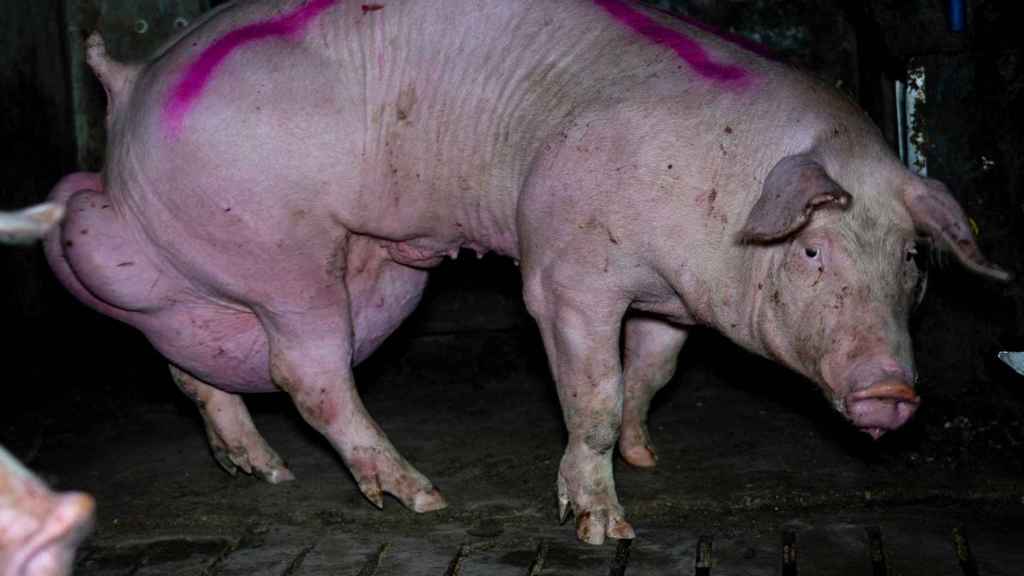 Un cerdo presenta una hernia de gran tamaño