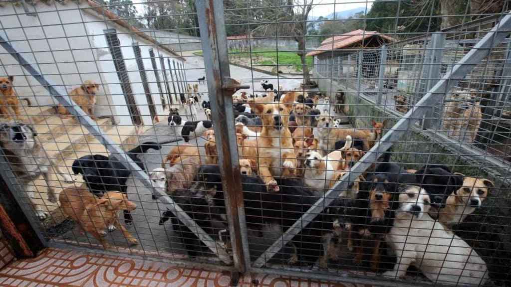 El Concello de Vigo asegura que el refugio de animales tendrá un presupuesto tres veces mayor