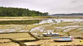 Parques de cultivo de Carril, Vilagarcía de Arousa.