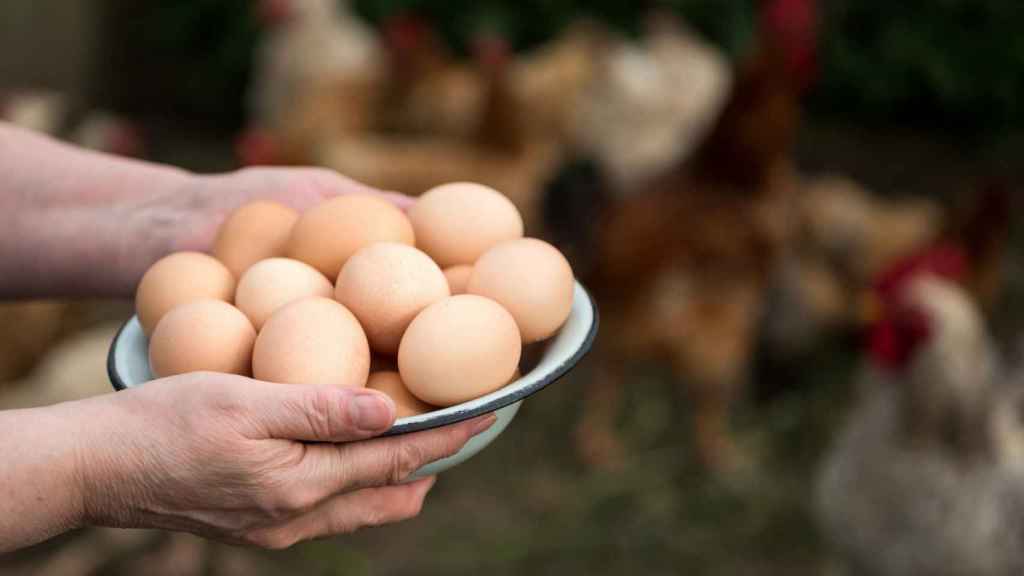 Huevos recién cogidos en un recipiente.