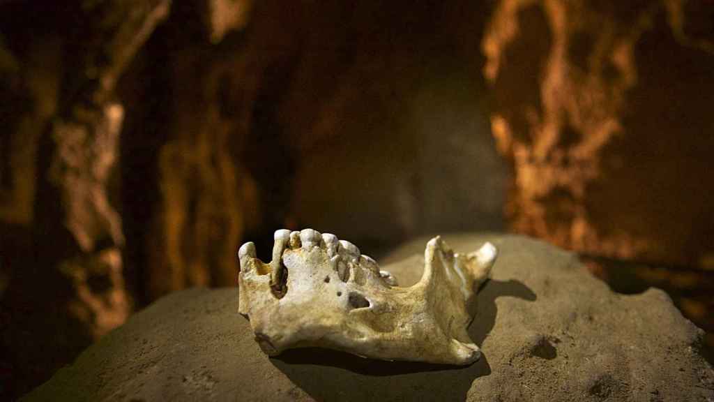 Uno de los maxilares de Neanderthal investigados en El Sidrón.