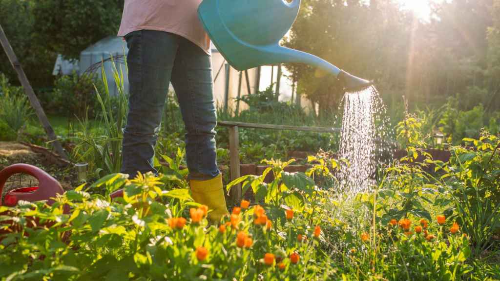 Mujer regando su jardín.