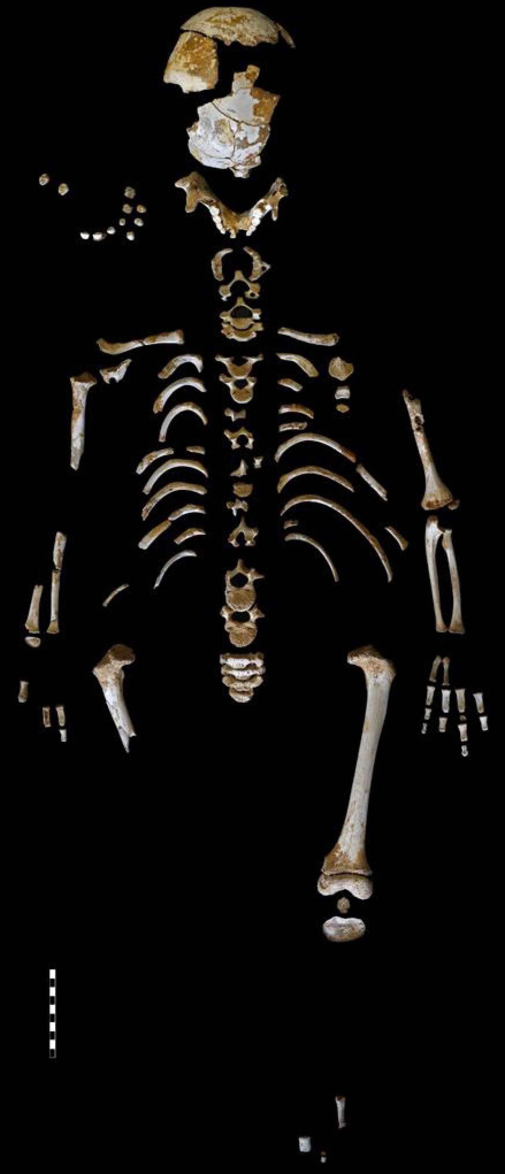 Esqueleto de el niño de El Sidrón.