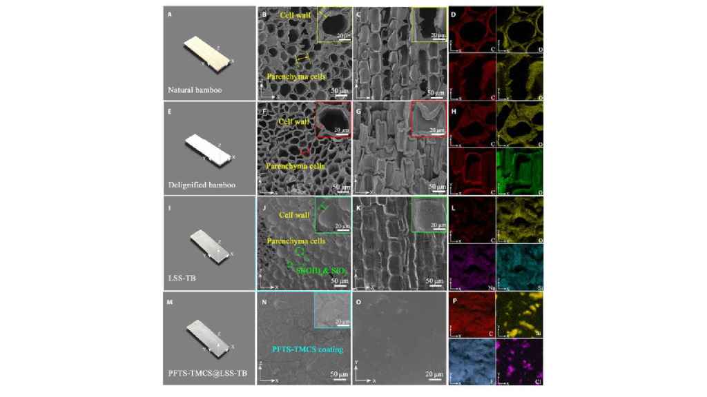 Experimentos con el bambú transparente en diferentes fases