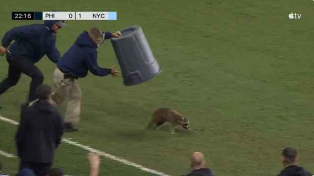 Un mapache se cuela en un partido de fútbol en EEUU y logran cazarlo son este sorprendente método
