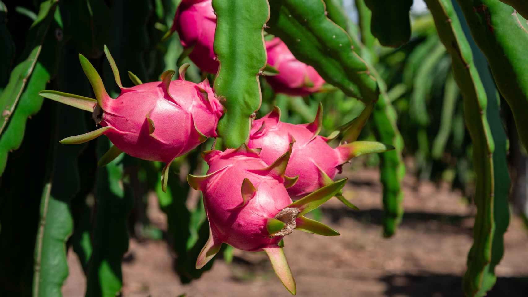 Imagen de una pitaya.