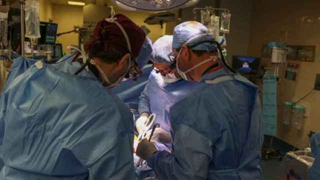 Imagen de un momento de la operación para trasplantar el primer riñón de cerdo a un receptor vivo.