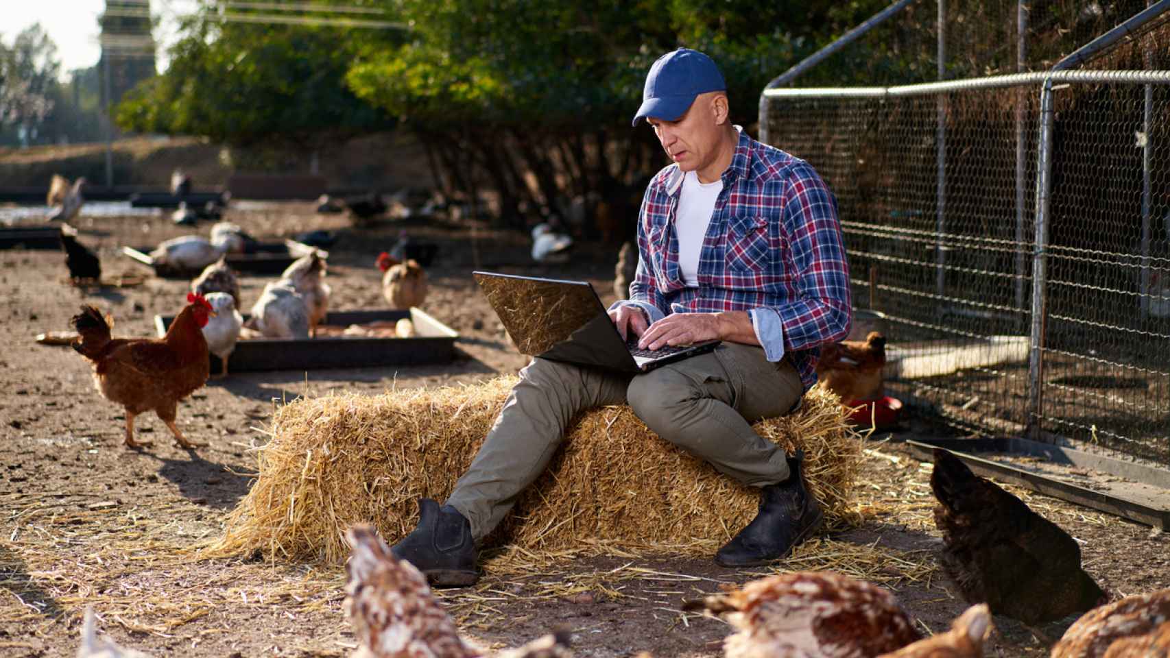 La tecnología, una pieza fundamental en la sostenibilidad de la producción avícola