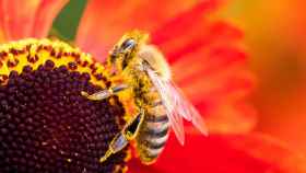 Imagen de archivo de una abeja polinizando una flor.