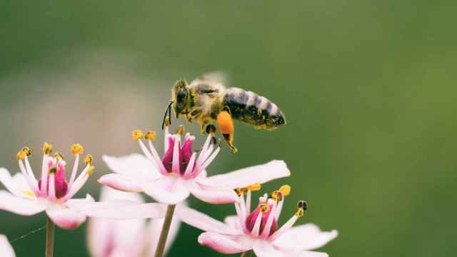 Terra Natura impulsa la protección de las abejas melíferas y otros polinizadores en la provincia de Alicante