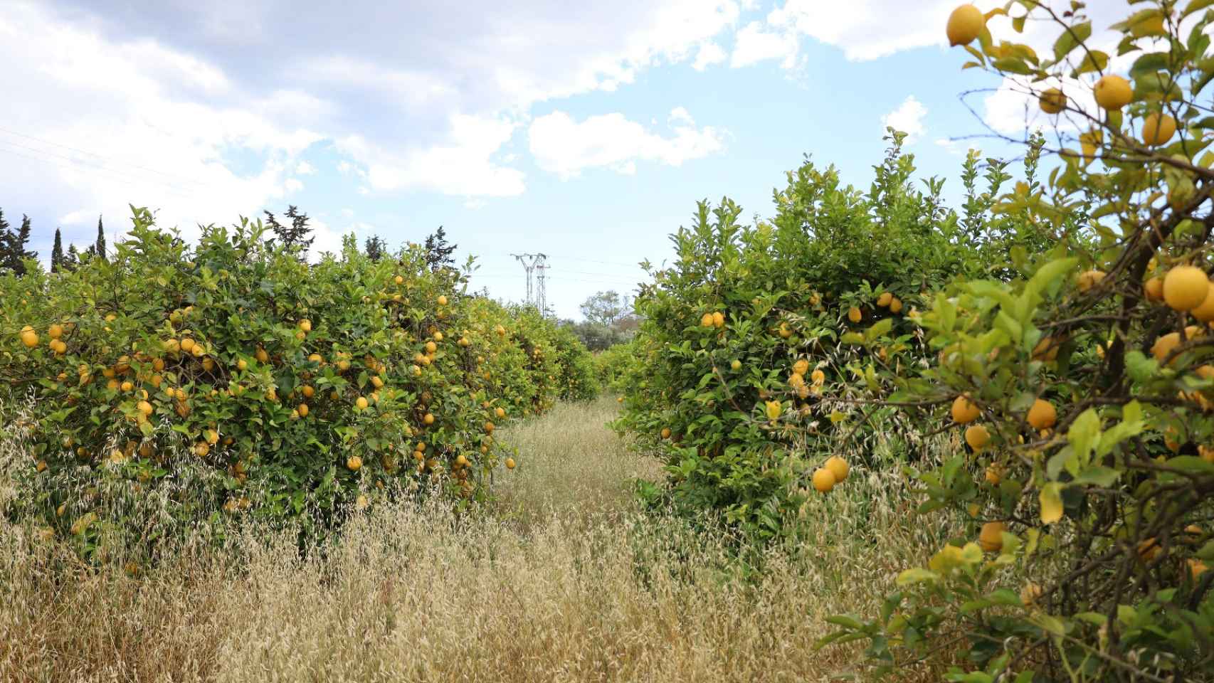 Cultivos de limones del Valle del Guadalhorce.