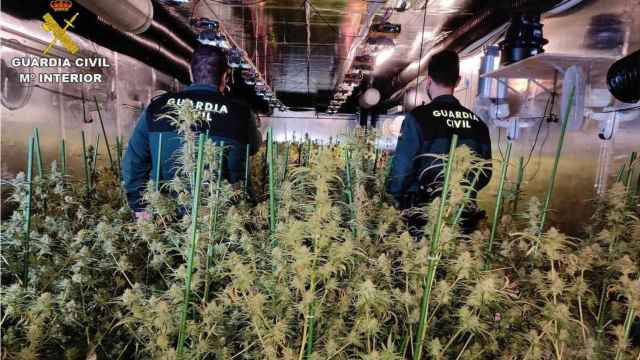 Agentes de la Guardia Civil inspeccionan una plantación de marihuana 'indoor'.
