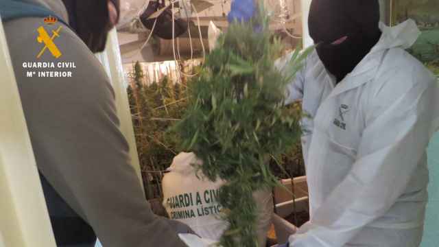 La Guardia Civil desmantela una plantación de marihuana en Ciudad Rodrigo