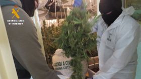 La Guardia Civil desmantela una plantación de marihuana en Ciudad Rodrigo