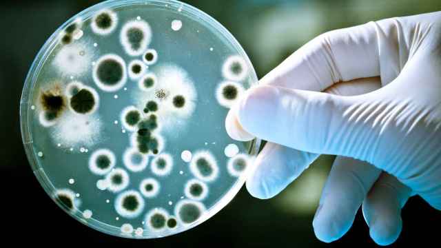Las superbacterias causan cinco millones de muertes al año.