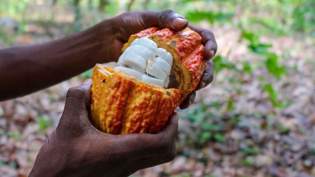 Fruto de cacao. KO Photography