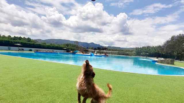 Este es el complejo turístico para perros en Alicante donde desearás pasar el verano junto a tu mascota