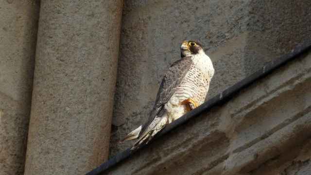 Brisa, en la Catedral