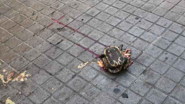 La tortuga estrellada en la acera de la Calle Sagunto de Valencia. EE