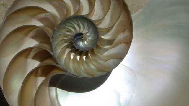 Espiral logarítmica de la concha del Nautilus
