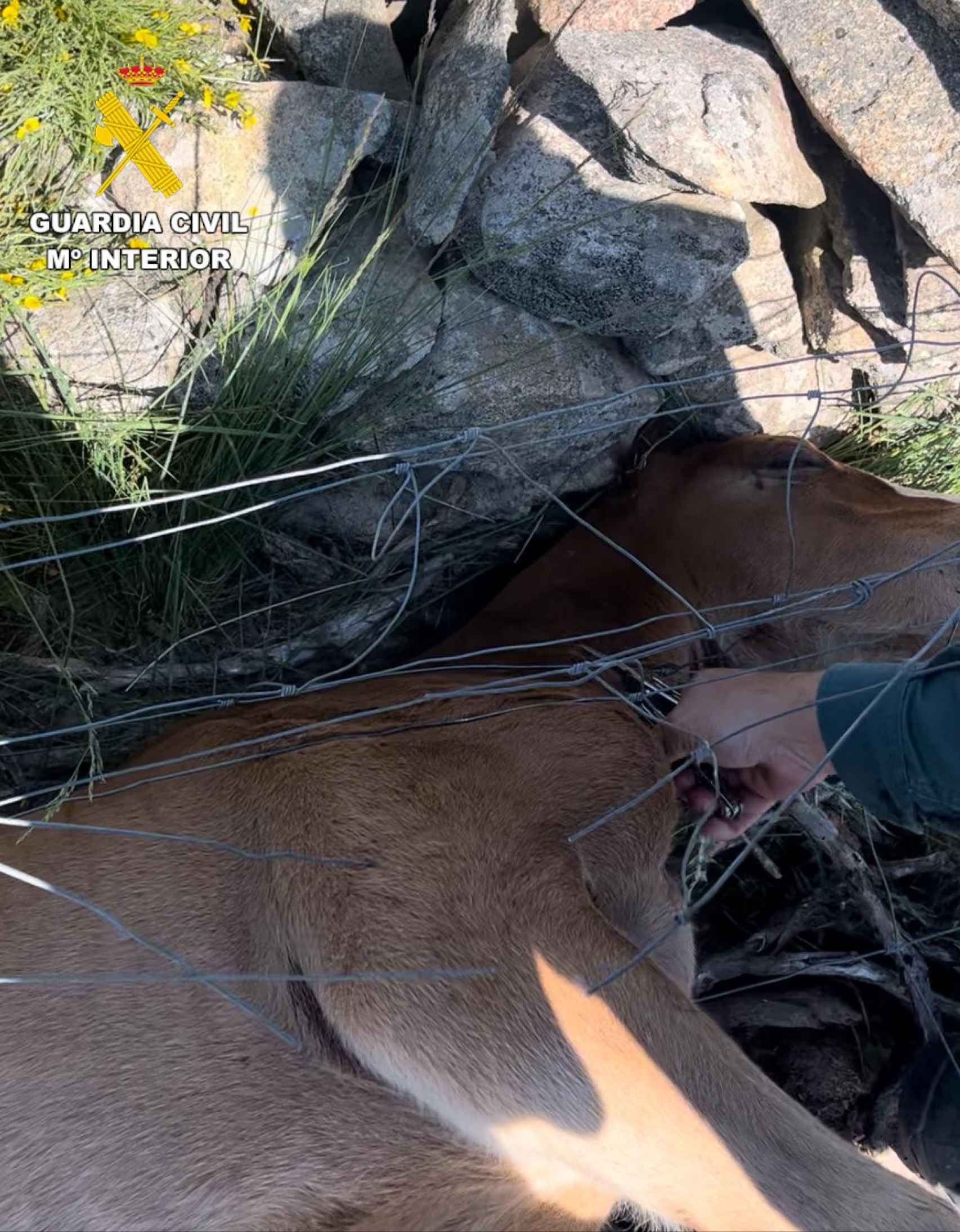 Potra atrapada en una cerca de alambre en la provincia de Ávila