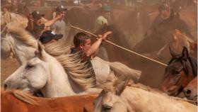 Comienza la localización de manadas de caballos en A Capelada (A Coruña) para la Rapa das Bestas